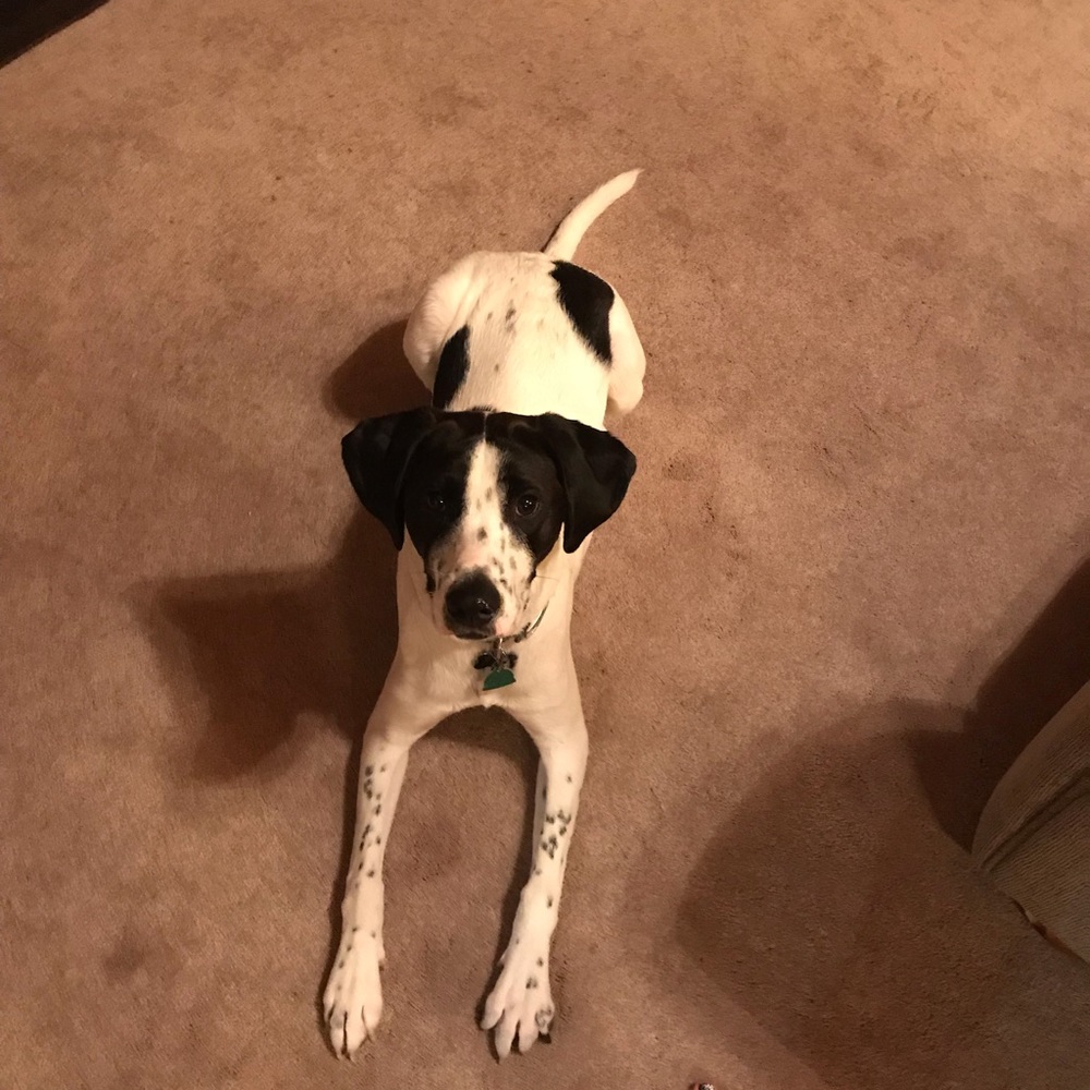 Meet your Posher, Payton